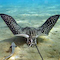 Dive Photo